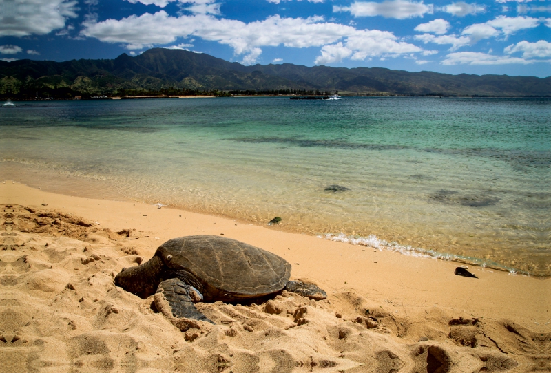 Haleiwa Beach - Oahu