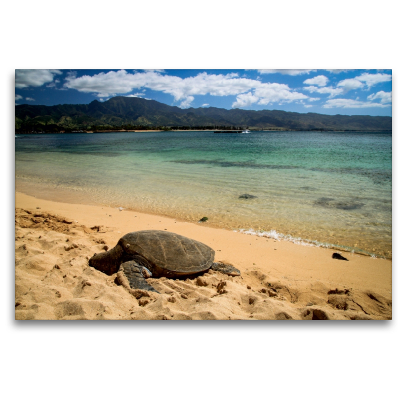 Haleiwa Beach - Oahu