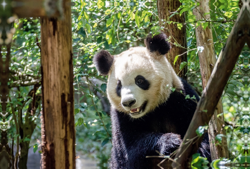 Chengdu