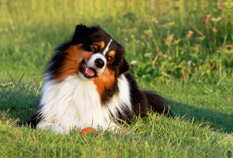 Ein Motiv aus dem Kalender Australian Shepherd - Hütehunde mit Familienanschluss