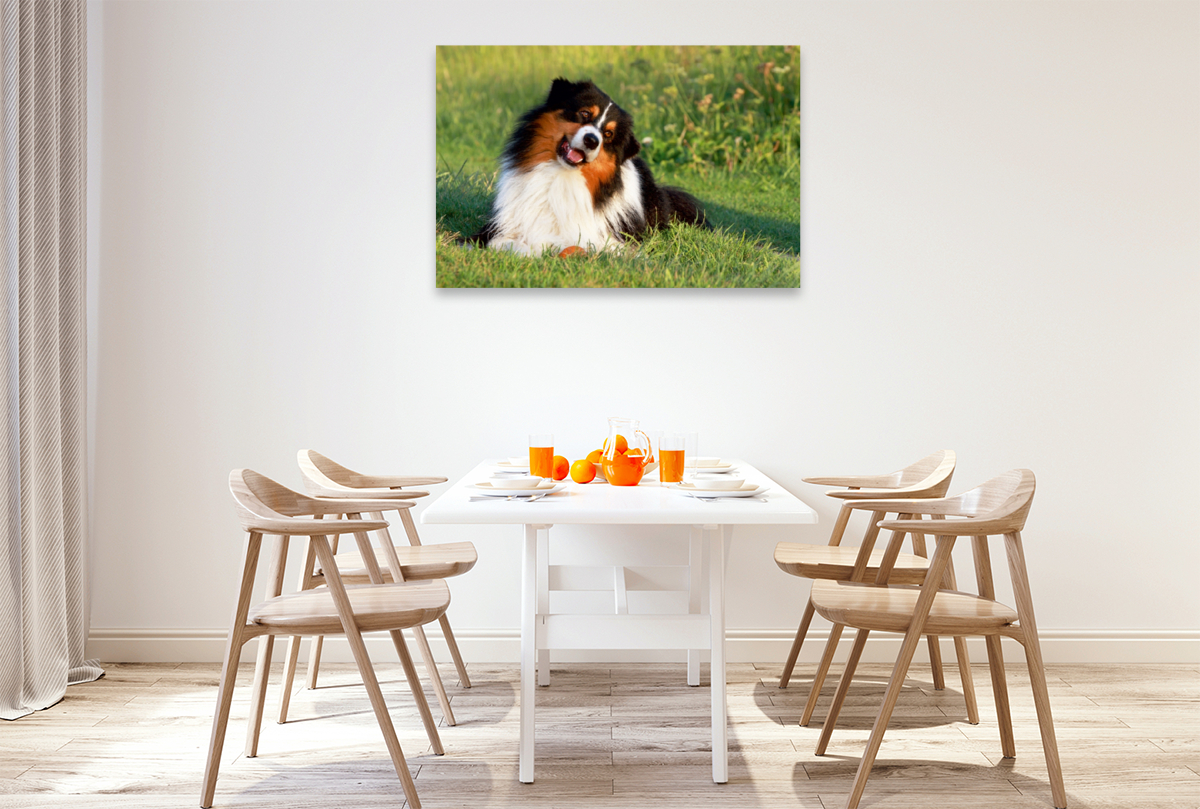 Ein Motiv aus dem Kalender Australian Shepherd - Hütehunde mit Familienanschluss