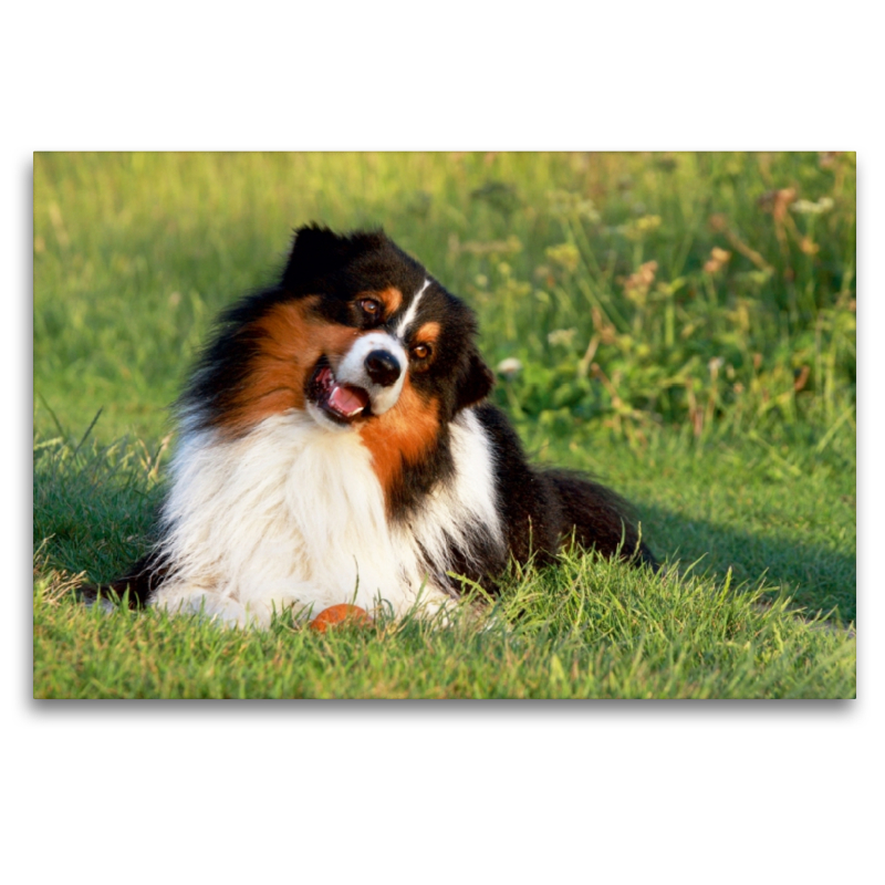 Ein Motiv aus dem Kalender Australian Shepherd - Hütehunde mit Familienanschluss