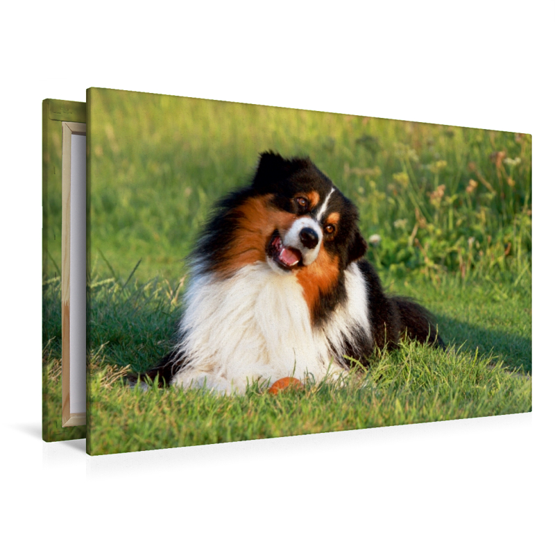 Ein Motiv aus dem Kalender Australian Shepherd - Hütehunde mit Familienanschluss