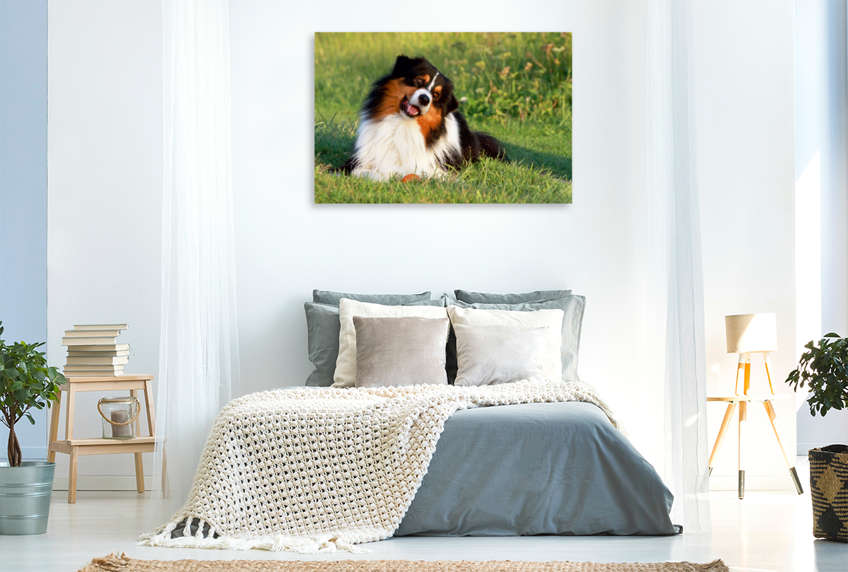 Ein Motiv aus dem Kalender Australian Shepherd - Hütehunde mit Familienanschluss