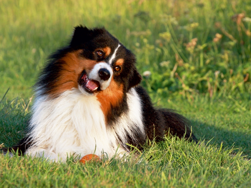 Ein Motiv aus dem Kalender Australian Shepherd - Hütehunde mit Familienanschluss