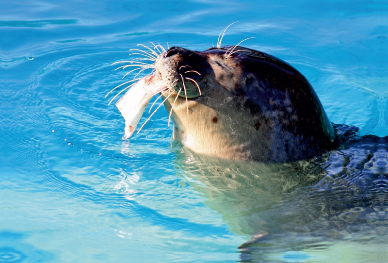 Seehund (Phoca vitulina)