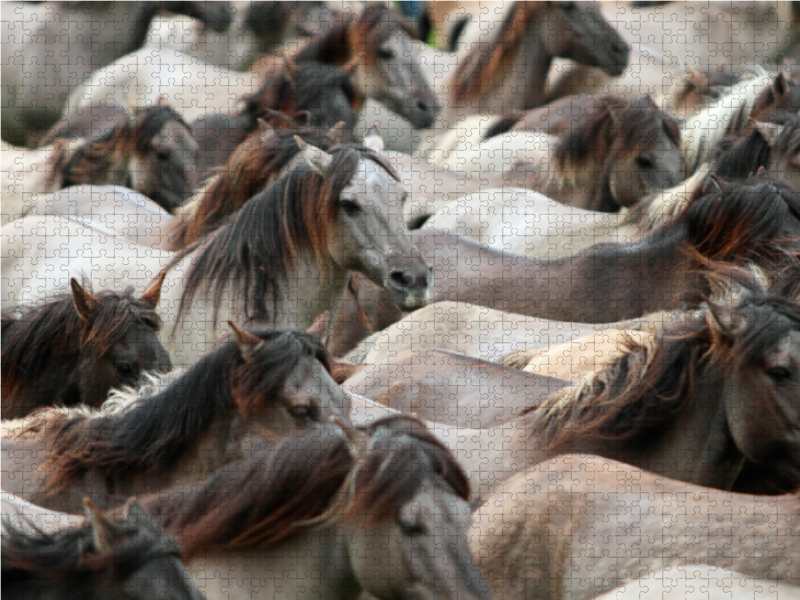 Dülmener Wildpferde Herde