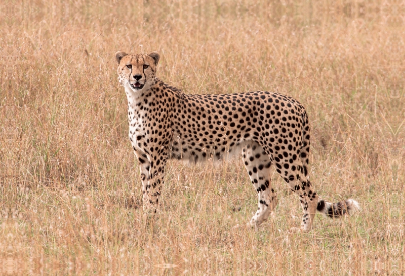 Gepard