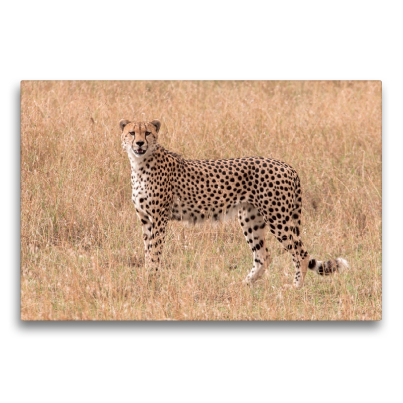 Gepard