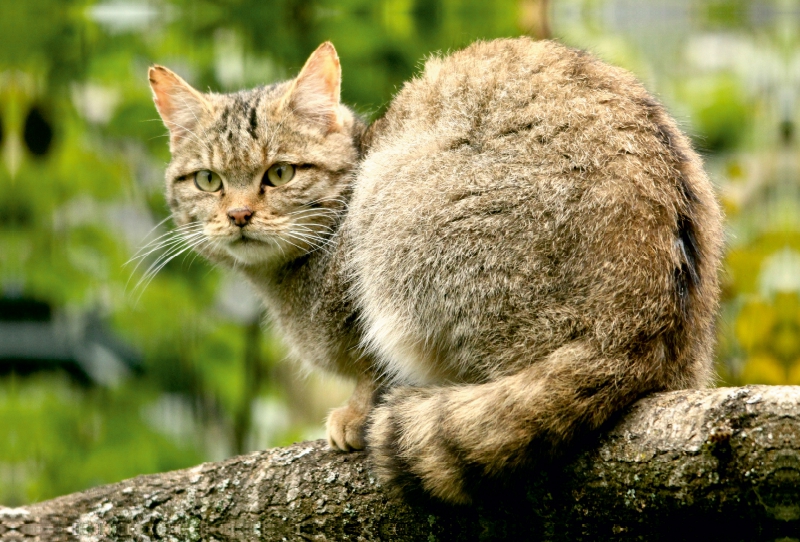 Ein Motiv aus dem Kalender Wildkatzen - Die lautlose Jäger des Waldes