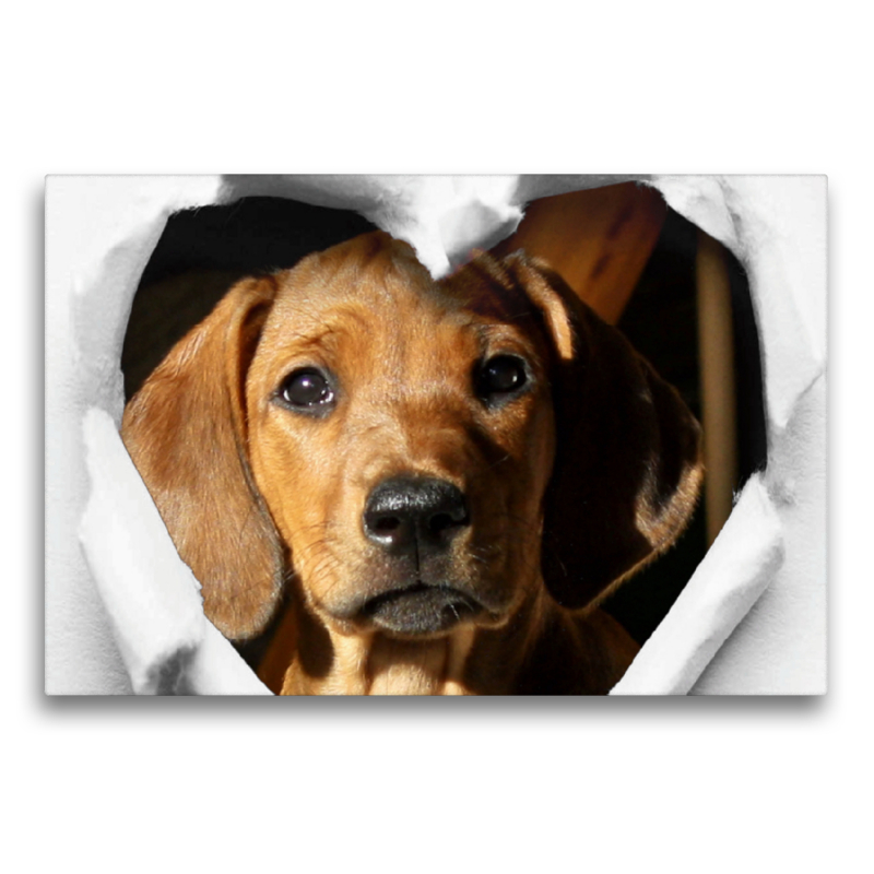 Rhodesian Ridgeback - eine Liebe fürs Leben -