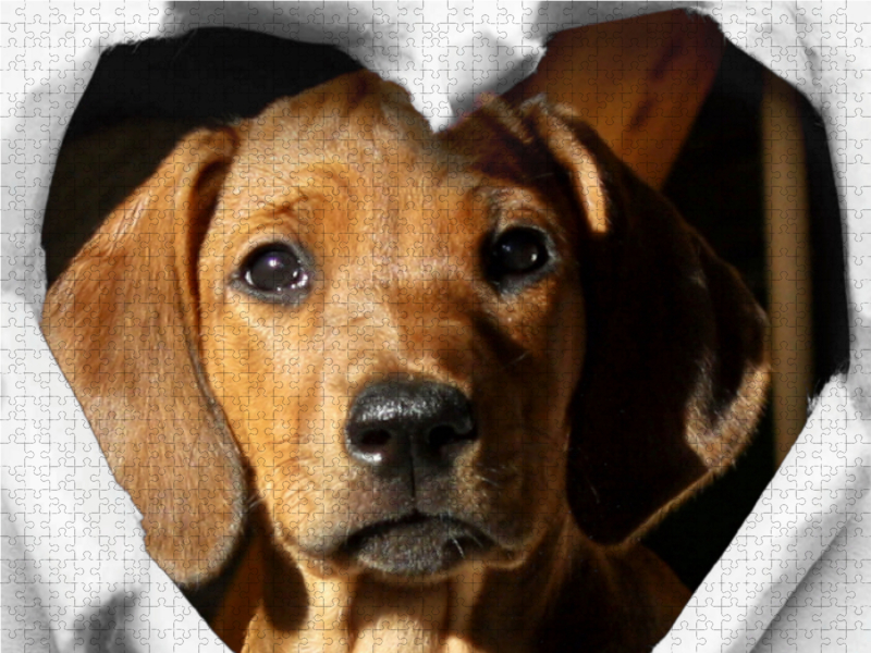 Rhodesian Ridgeback - eine Liebe fürs Leben -