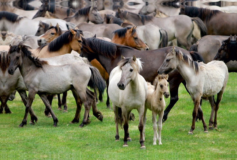 Dülmener Wildpferde mit Stute und Fohlen