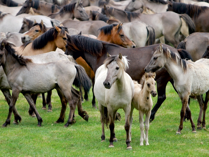 Dülmener Wildpferde mit Stute und Fohlen