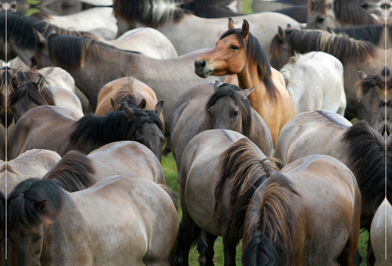 Alles im Blick - Dülmener Wildpferde