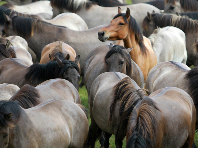 Alles im Blick - Dülmener Wildpferde