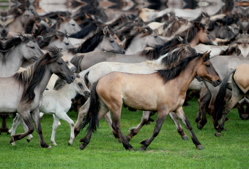 Dülmener Wildpferde