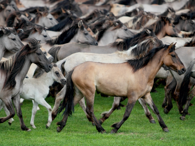 Dülmener Wildpferde