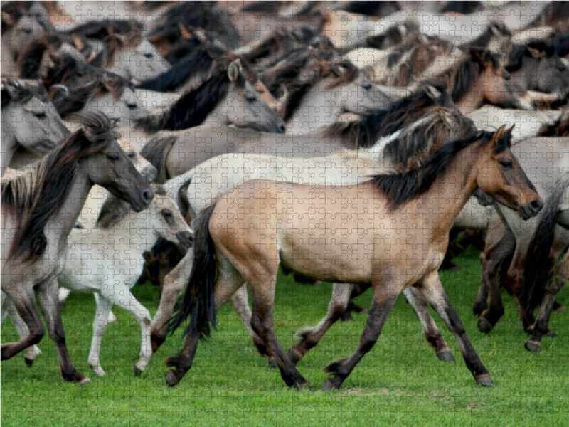 Dülmener Wildpferde