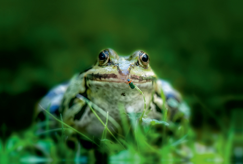 Frosch und sein kleiner Freund