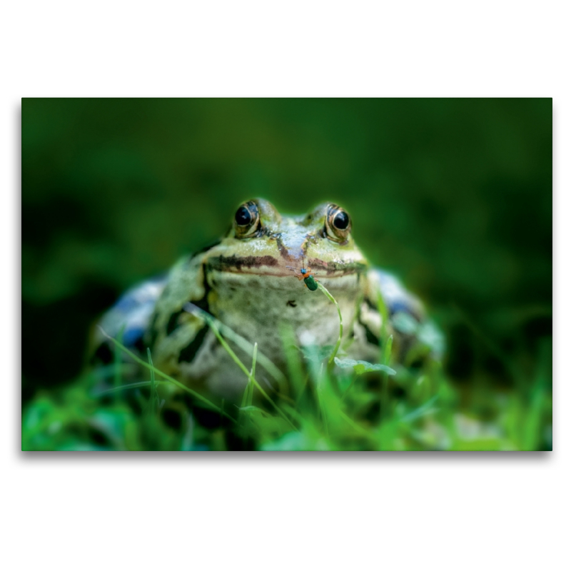 Frosch und sein kleiner Freund