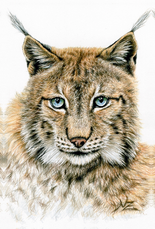 Der Eurasische Luchs