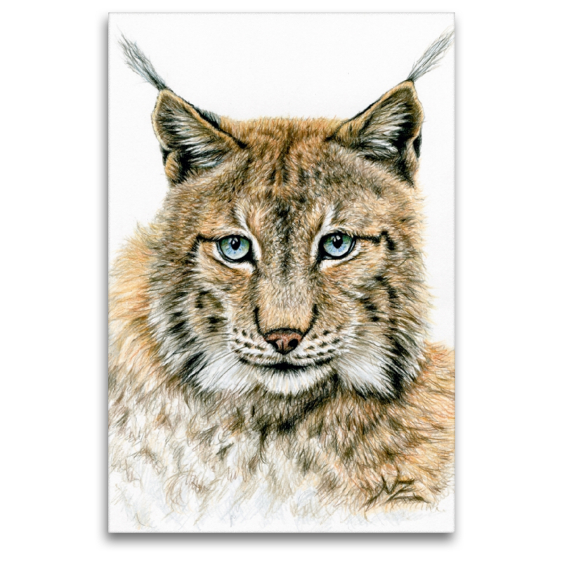 Der Eurasische Luchs