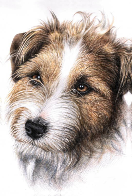 Jack Russell Terrier