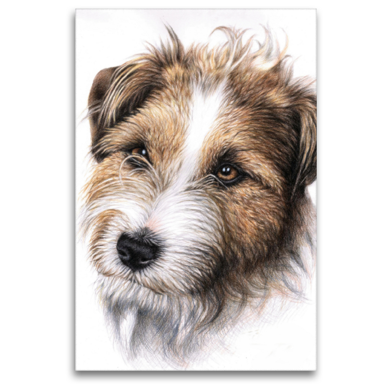 Jack Russell Terrier