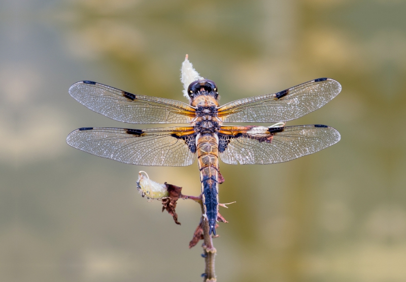 Vierfleck (Libellula quadrimaculata)