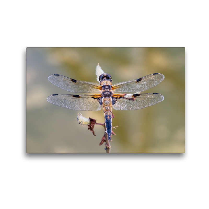 Vierfleck (Libellula quadrimaculata)