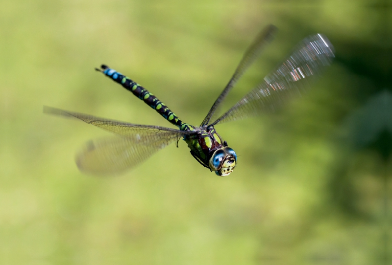 Blaugrüne Mosaikjungfer (Aeshna cyanea)