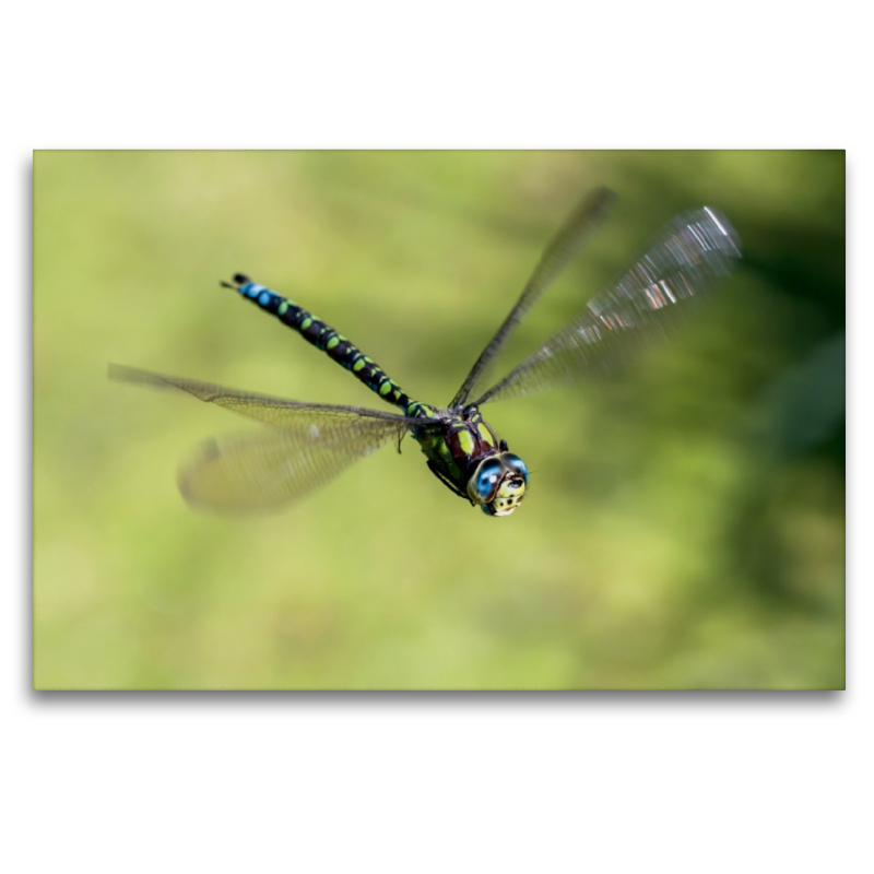 Blaugrüne Mosaikjungfer (Aeshna cyanea)