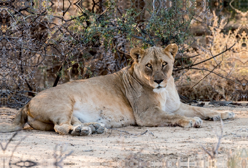 Alte Löwin bei Leeubron, Etosha