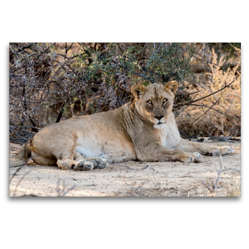 Alte Löwin bei Leeubron, Etosha