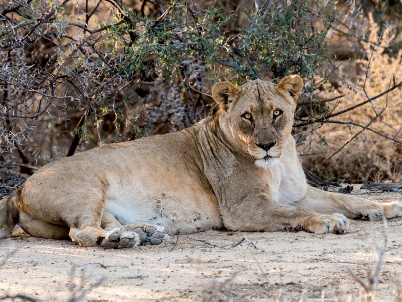 Alte Löwin bei Leeubron, Etosha