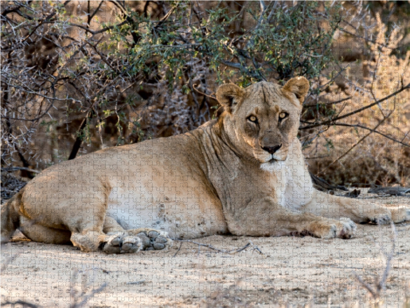 Alte Löwin bei Leeubron, Etosha