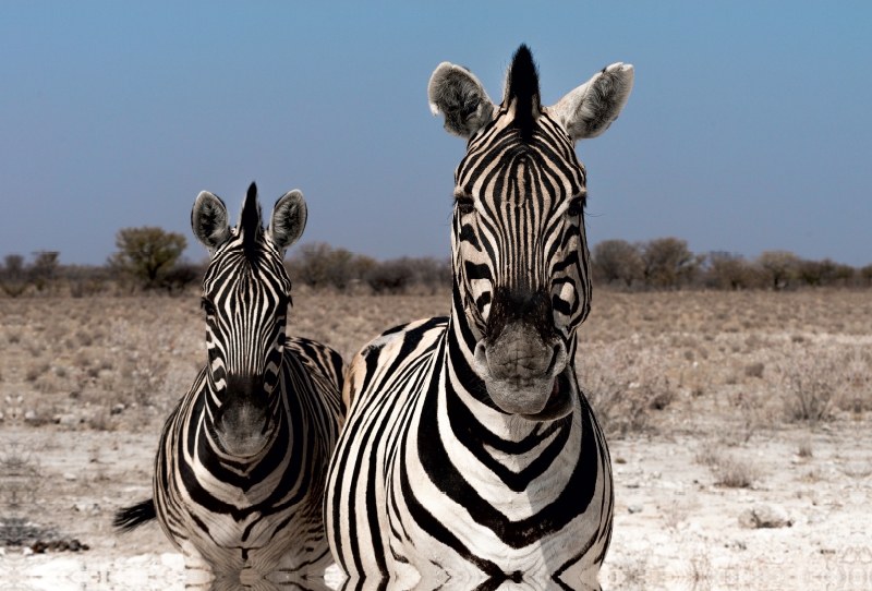 Zebrapärchen bei Rietfontein, Etosha