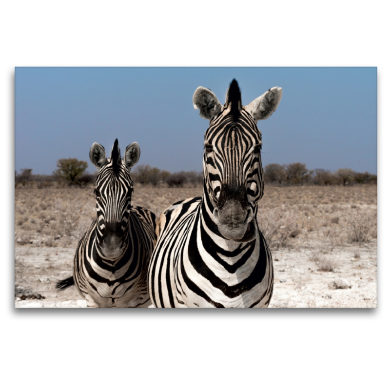 Zebrapärchen bei Rietfontein, Etosha