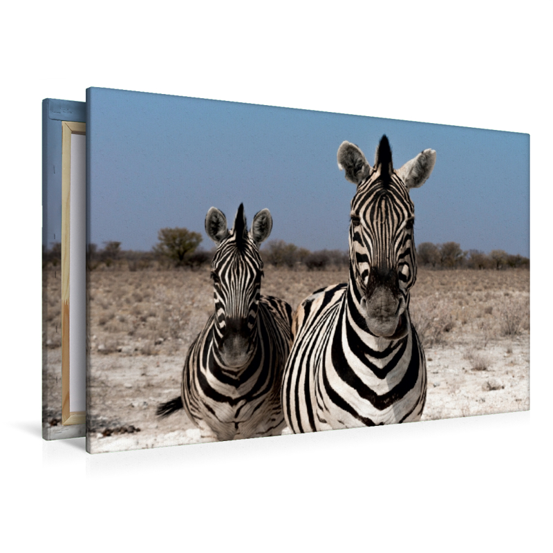 Zebrapärchen bei Rietfontein, Etosha