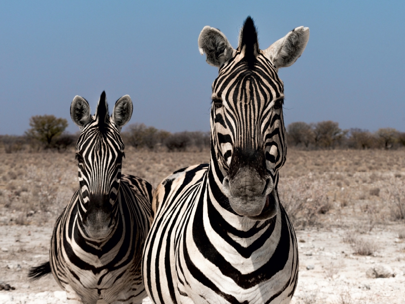 Zebrapärchen bei Rietfontein, Etosha