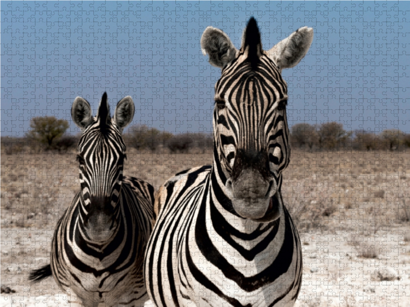 Zebrapärchen bei Rietfontein, Etosha