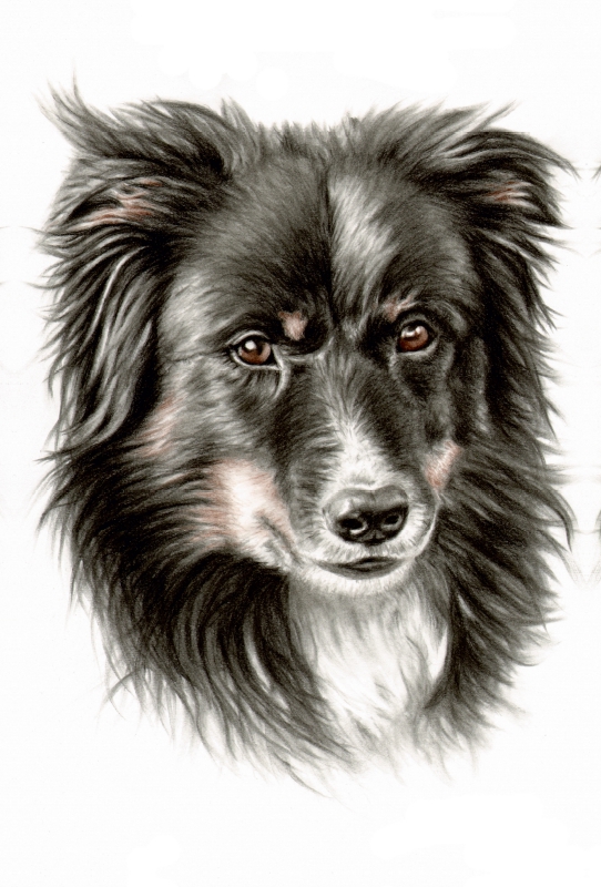 Border Collie