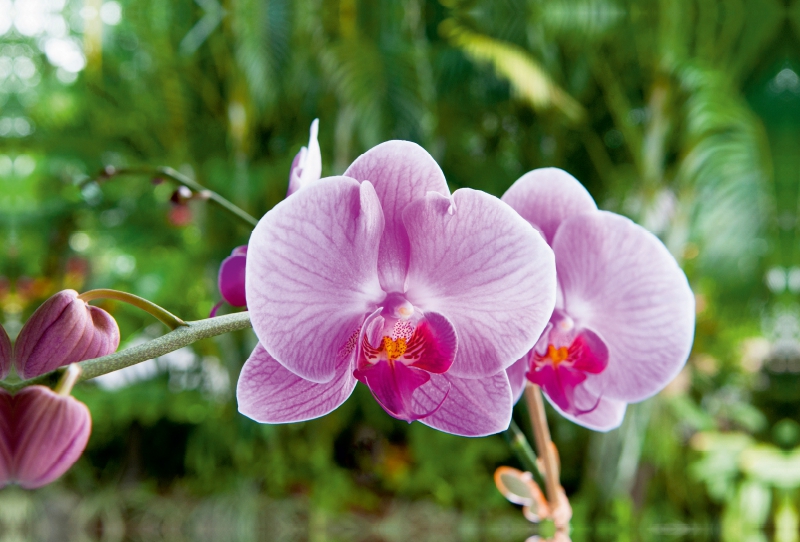 Orchidee Phalaenopsis Pink