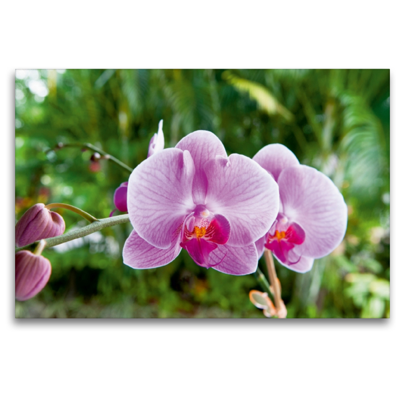 Orchidee Phalaenopsis Pink