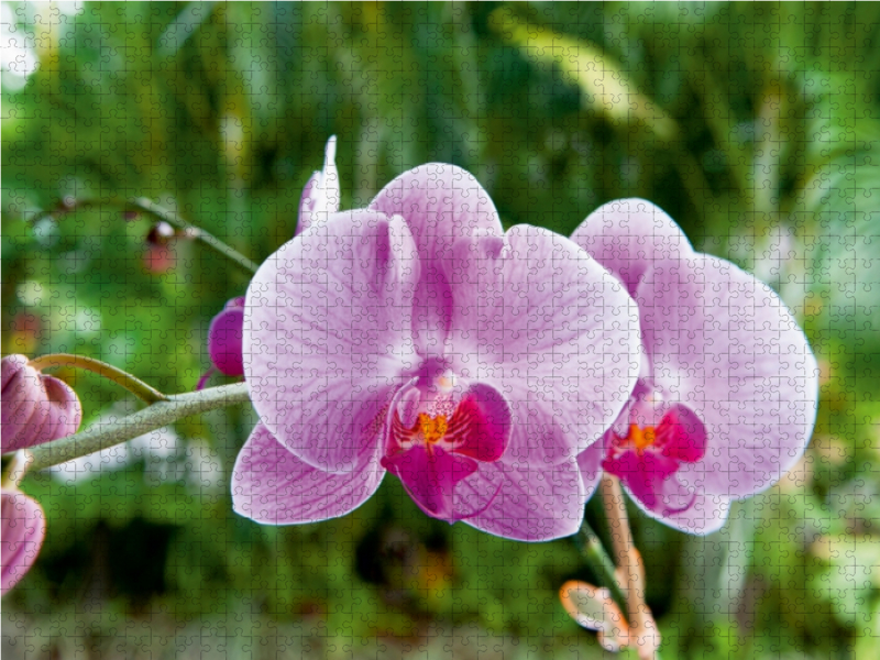 Orchidee Phalaenopsis Pink