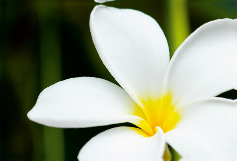 Frangipani Plumeria Obtusa