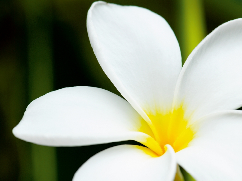 Frangipani Plumeria Obtusa