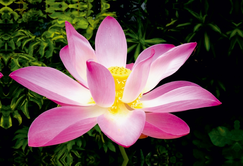 Pink Lotus Nelumbo Nucifera