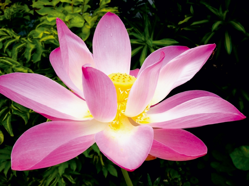 Pink Lotus Nelumbo Nucifera